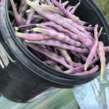 大紫袍豆角产地大量现货！