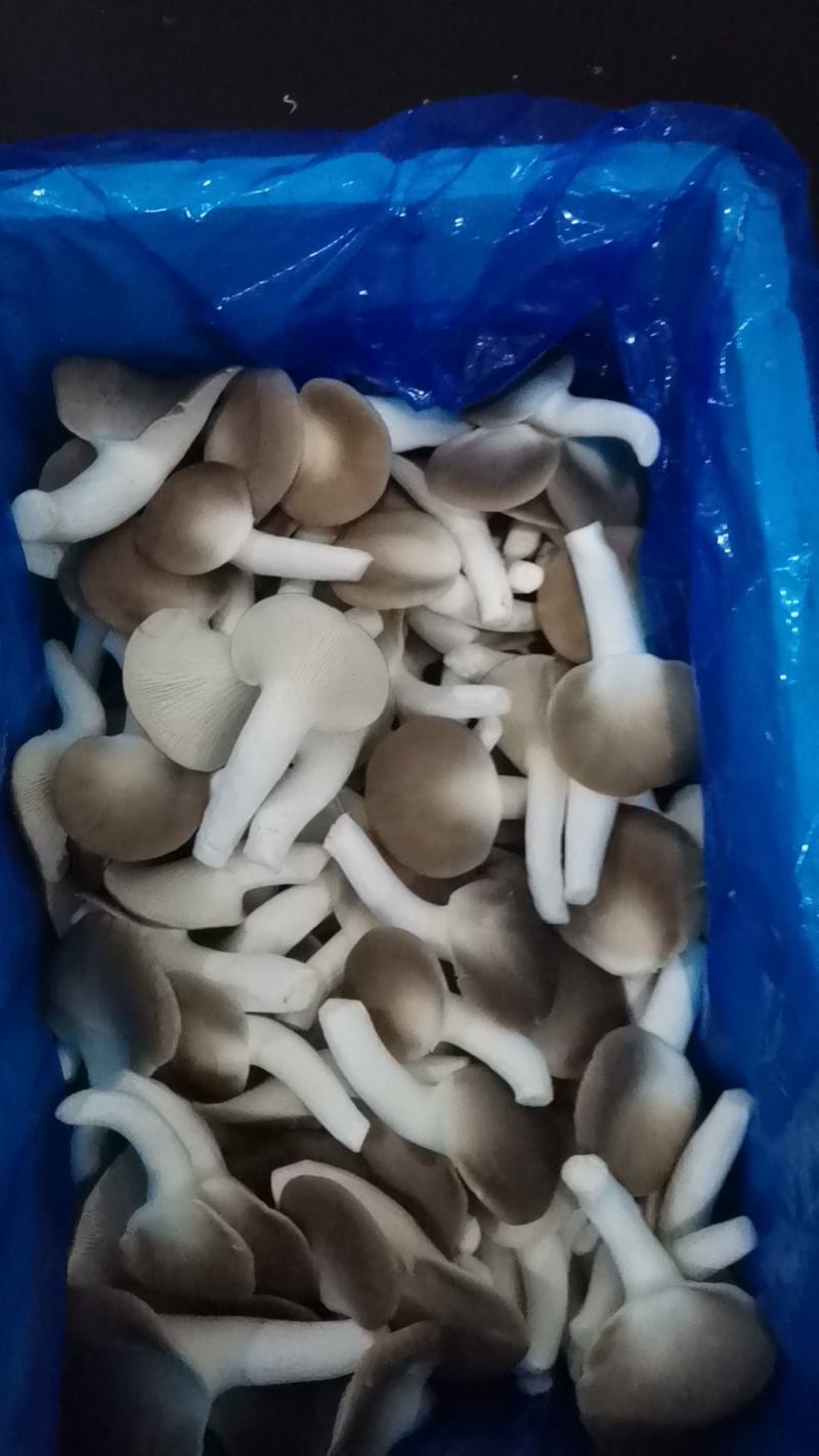 A级秀珍菇鲜品