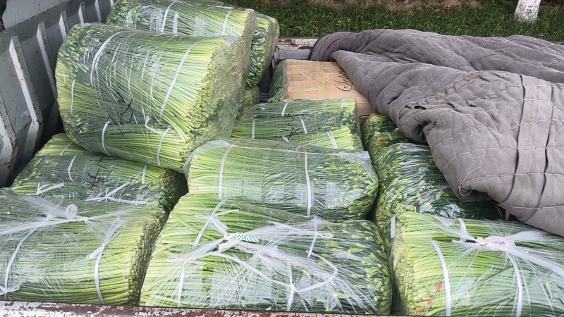 江苏韭菜苔韮苔基地直发保质保量大量现货对接商超电商团购