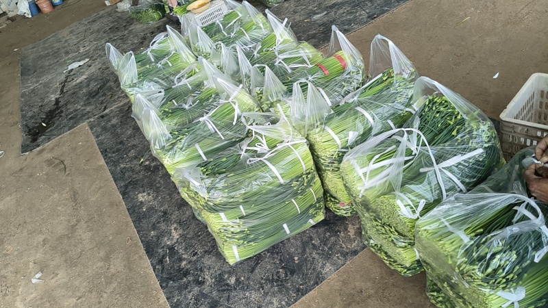 江苏韭菜苔韮苔基地直发保质保量大量现货对接商超电商团购