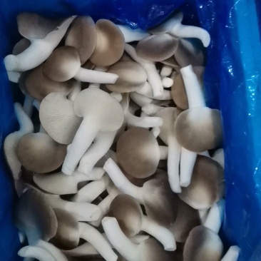 A级秀珍菇鲜品