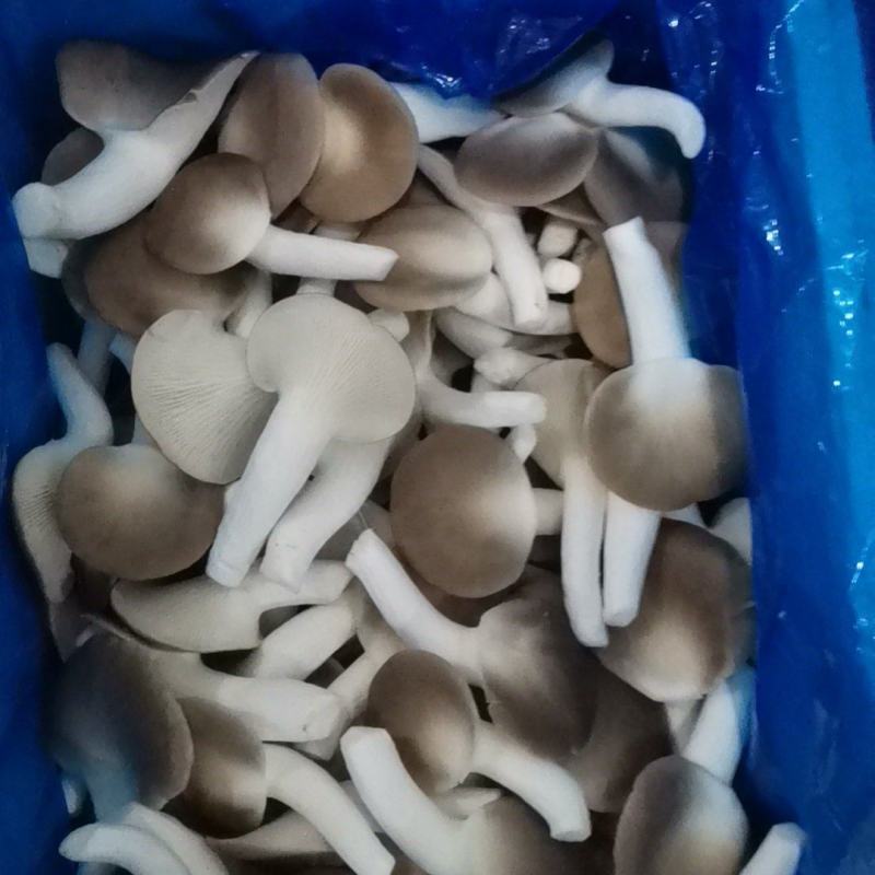 A级秀珍菇鲜品