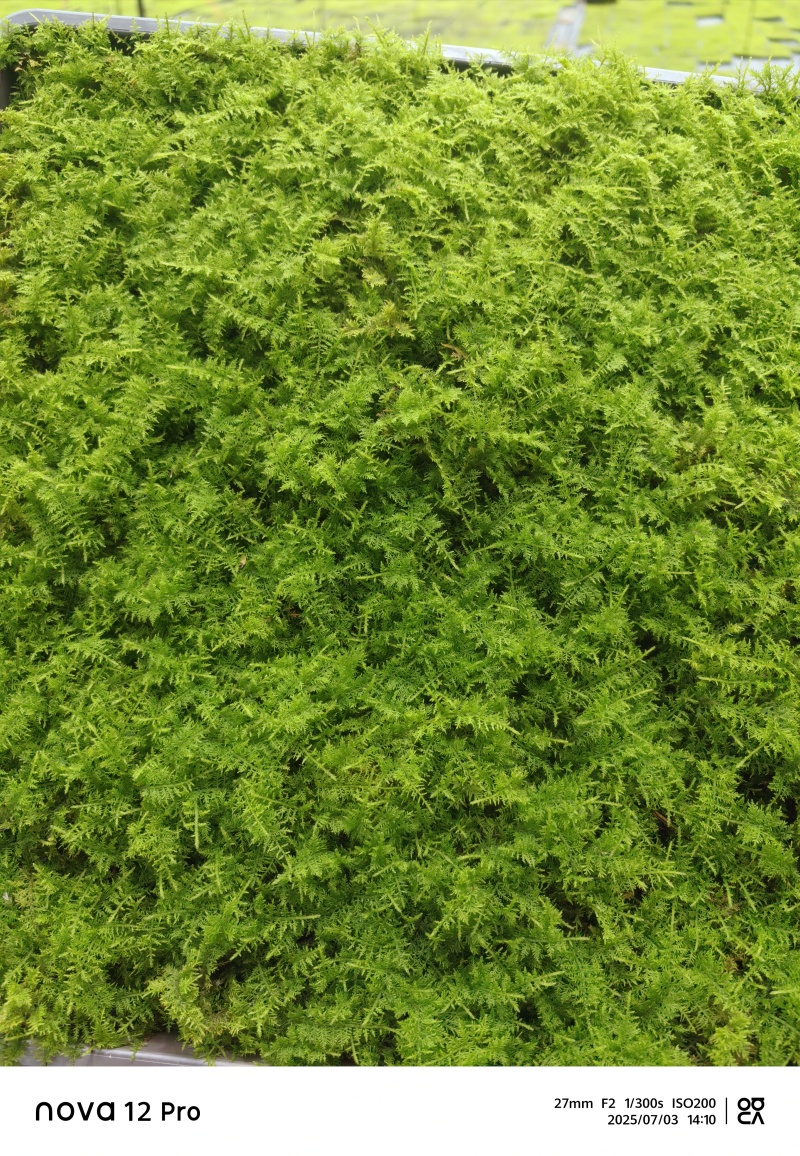 300X300大羽藓