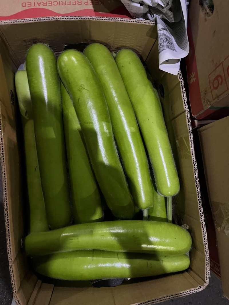 临安长蒲瓜夜开花瓠子新鲜采摘量大从优