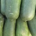 冬瓜精品上市