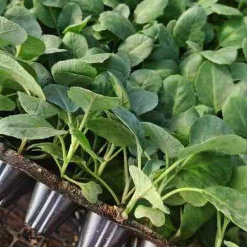 精品甘蓝苗绿甘蓝包菜苗圆白菜苗苗场直供量大从优