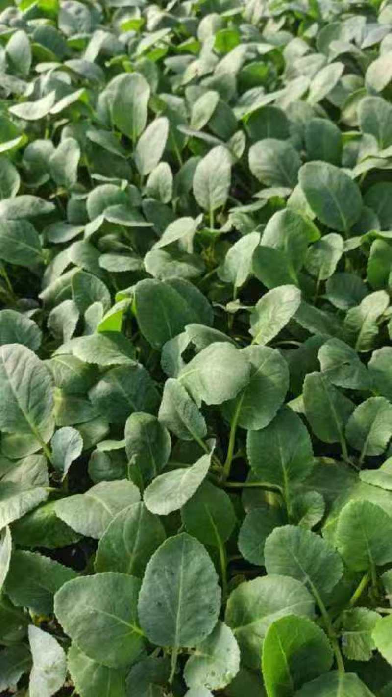 精品甘蓝苗绿甘蓝包菜苗圆白菜苗苗场直供量大从优