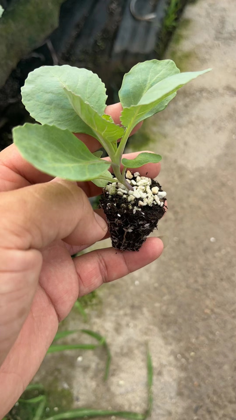 精品甘蓝苗绿甘蓝包菜苗圆白菜苗苗场直供量大从优