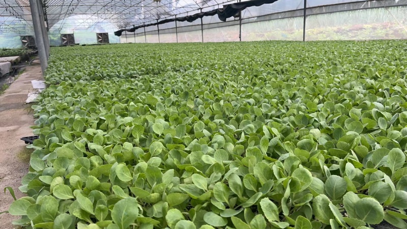 精品甘蓝苗绿甘蓝包菜苗圆白菜苗苗场直供量大从优