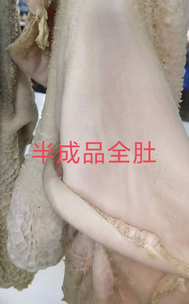 半成品全肚