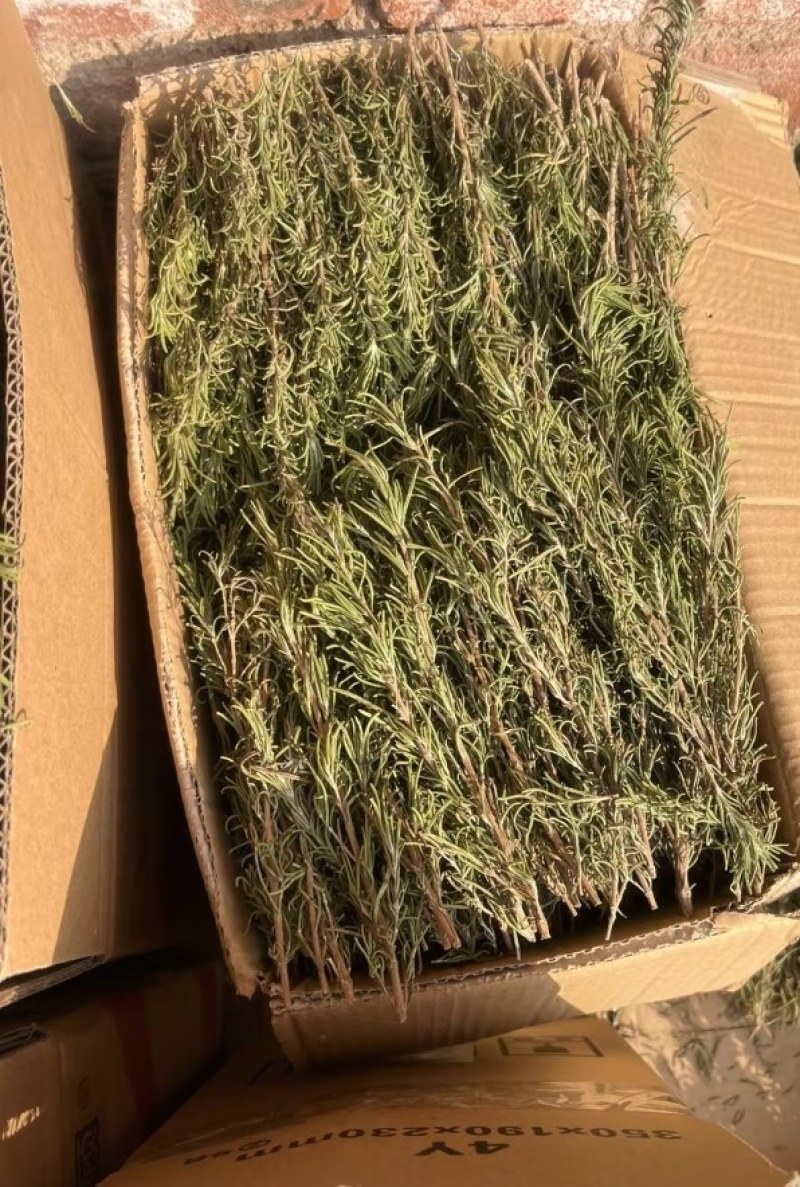 迷迭香干支基地直发一手货源保质保量