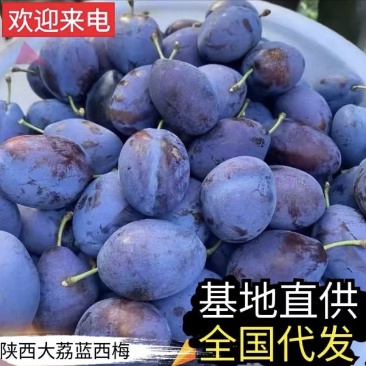 西梅李子近期急出货产地直发一手货源随时联系
