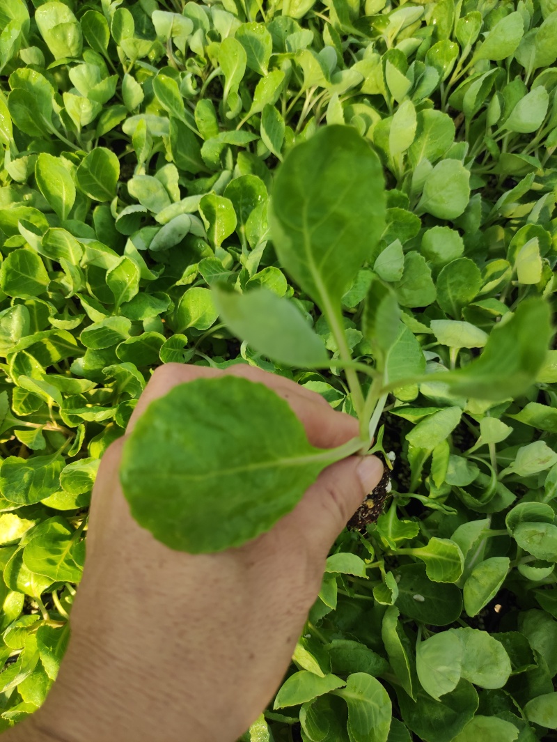 精品甘蓝苗绿甘蓝包菜苗圆白菜苗苗场直供量大从优