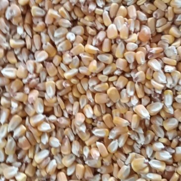 想卖玉米，小麦