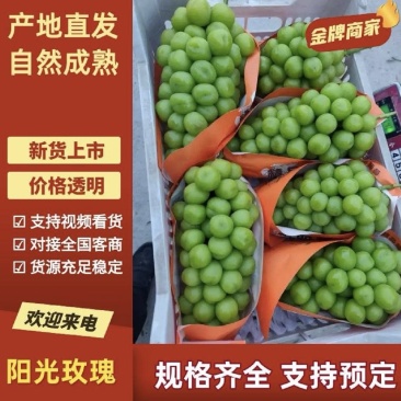 《阳光玫瑰》大量上市近期急出货货源充足可议价咨询