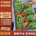《阳光玫瑰》大量上市近期急出货货源充足可议价咨询