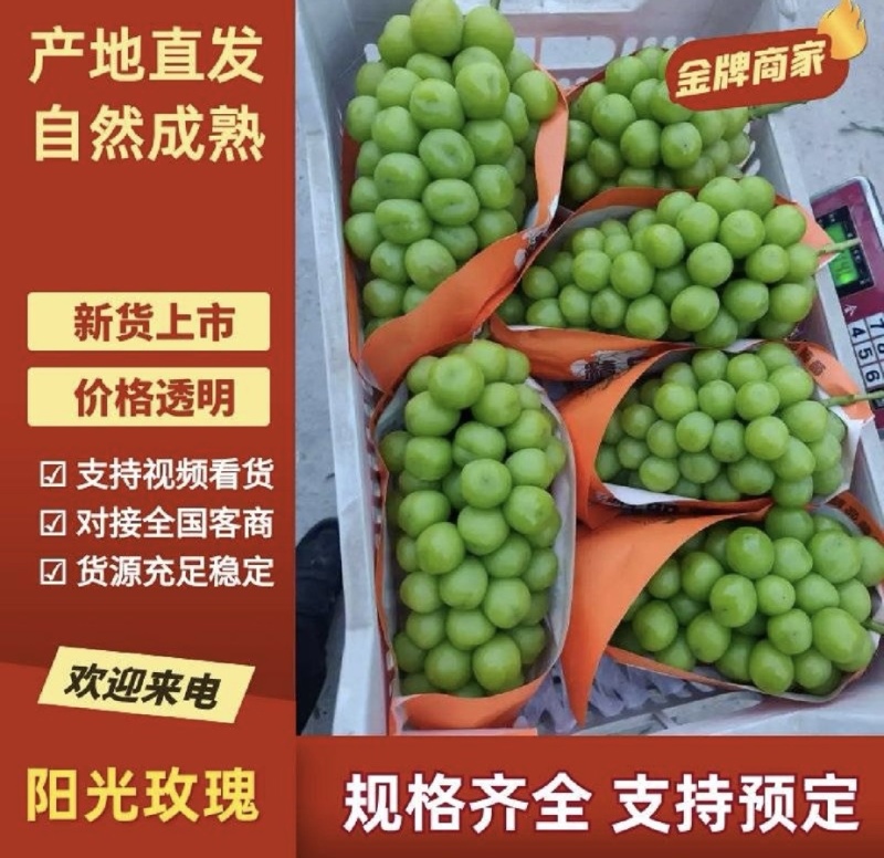 《阳光玫瑰》大量上市近期急出货货源充足可议价咨询