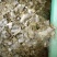 养殖菜籽饼种植菜籽有机饼肥养鱼饼青黄饼大量现货全国可发