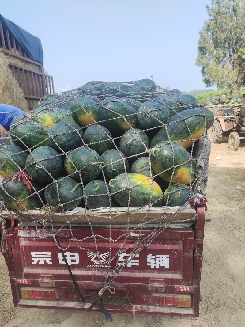 精品黑美人