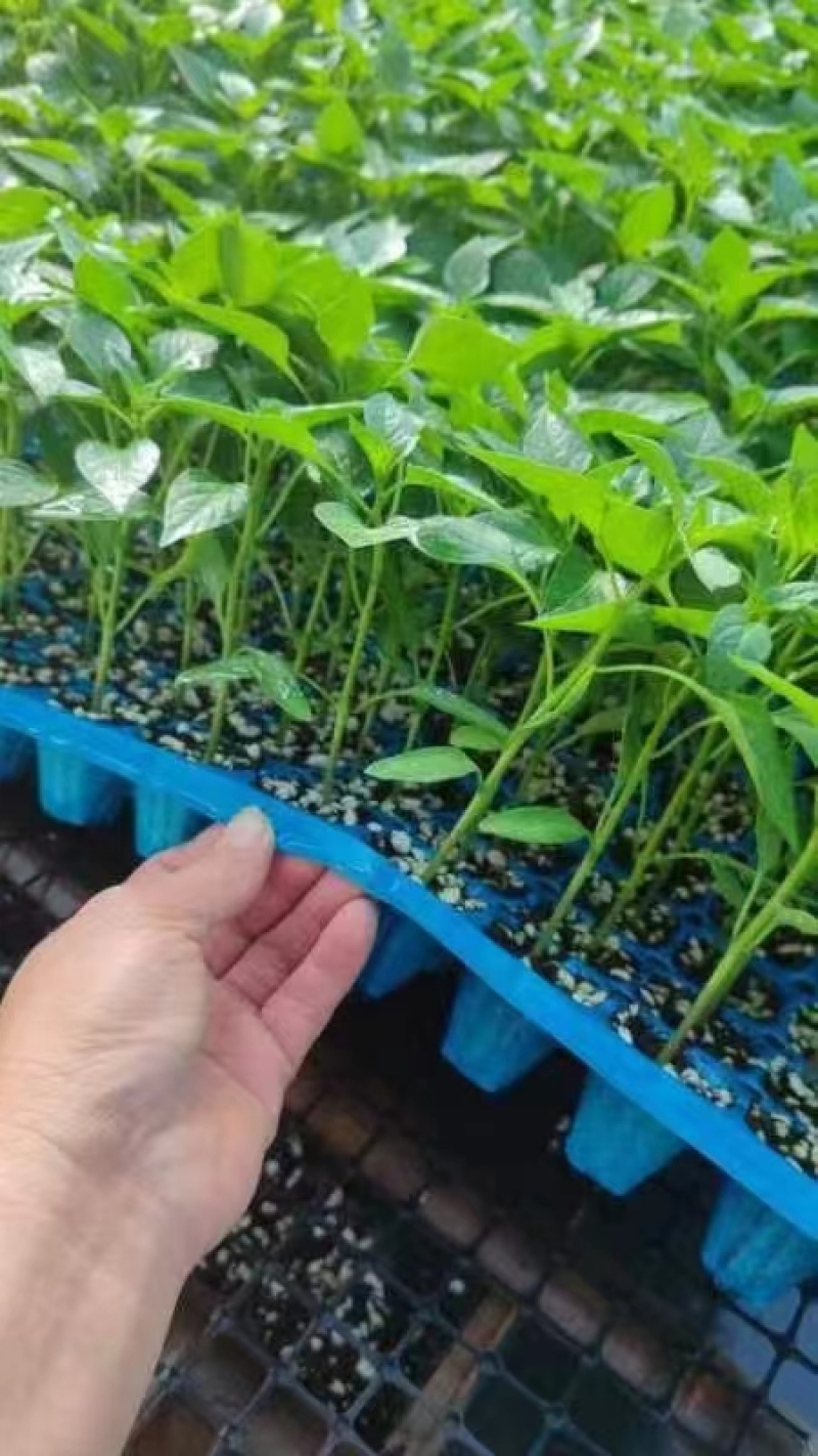 黄线椒苗，螺丝椒苗薄皮椒苗，牛角椒苗，苗场直发，一级苗子