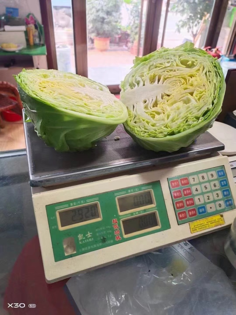 精品甘蓝苗，结球稳定，高抗叶斑病，产量高，免费技术指导