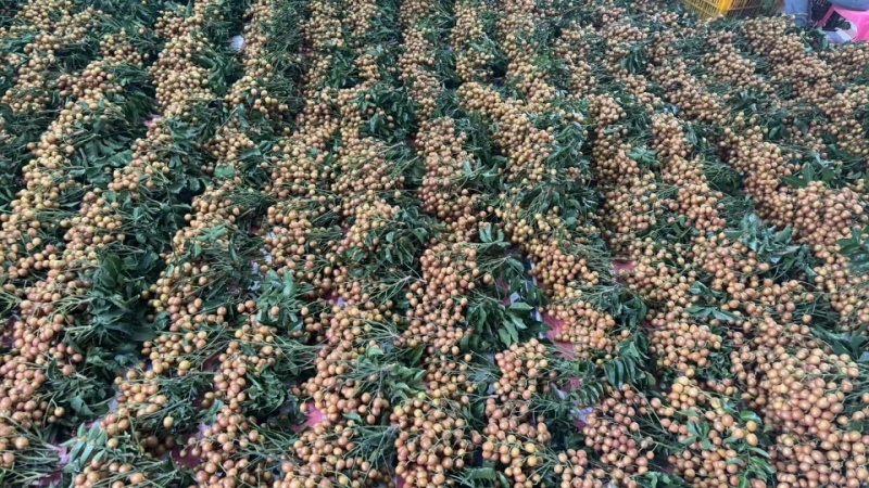 广西灵山县黄皮果等等