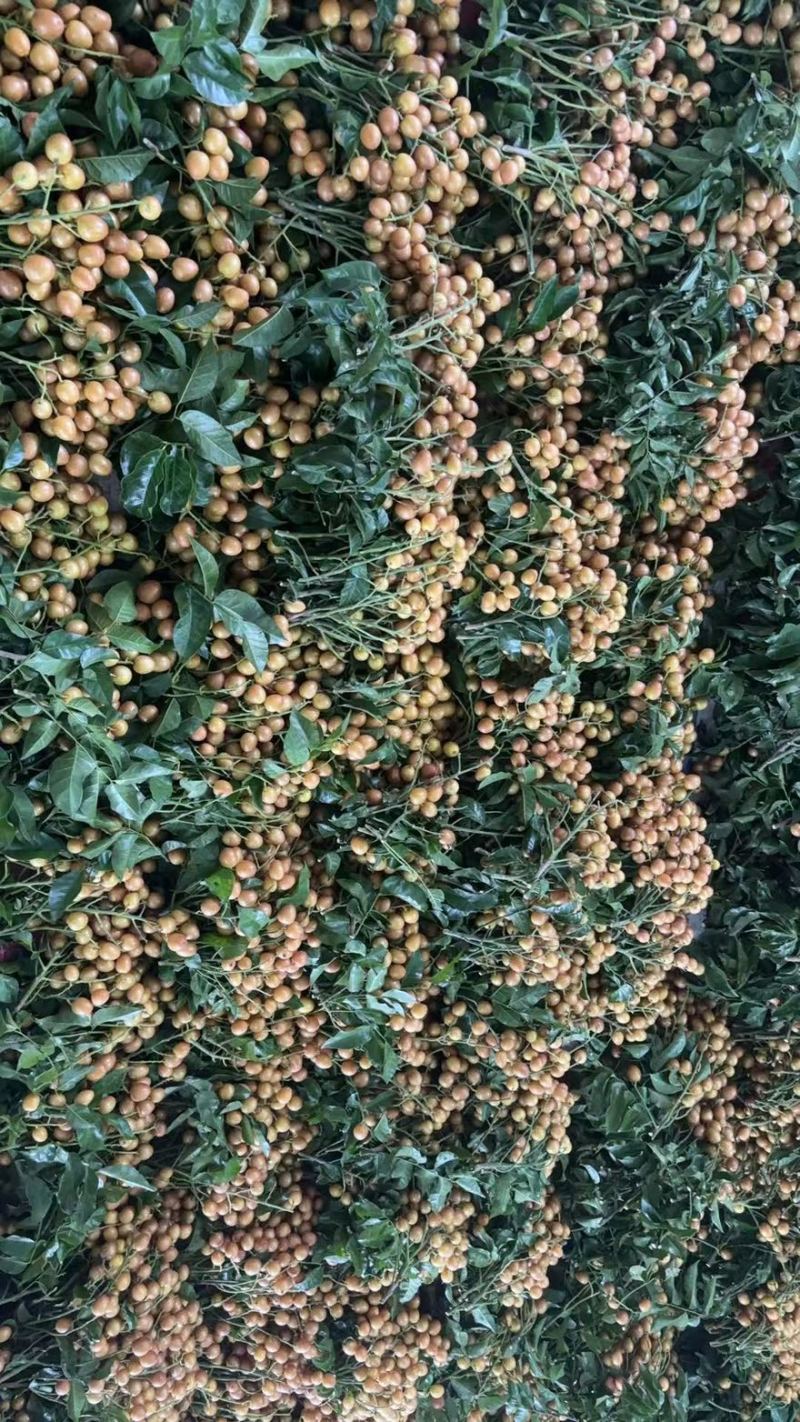 广西灵山县黄皮果等等