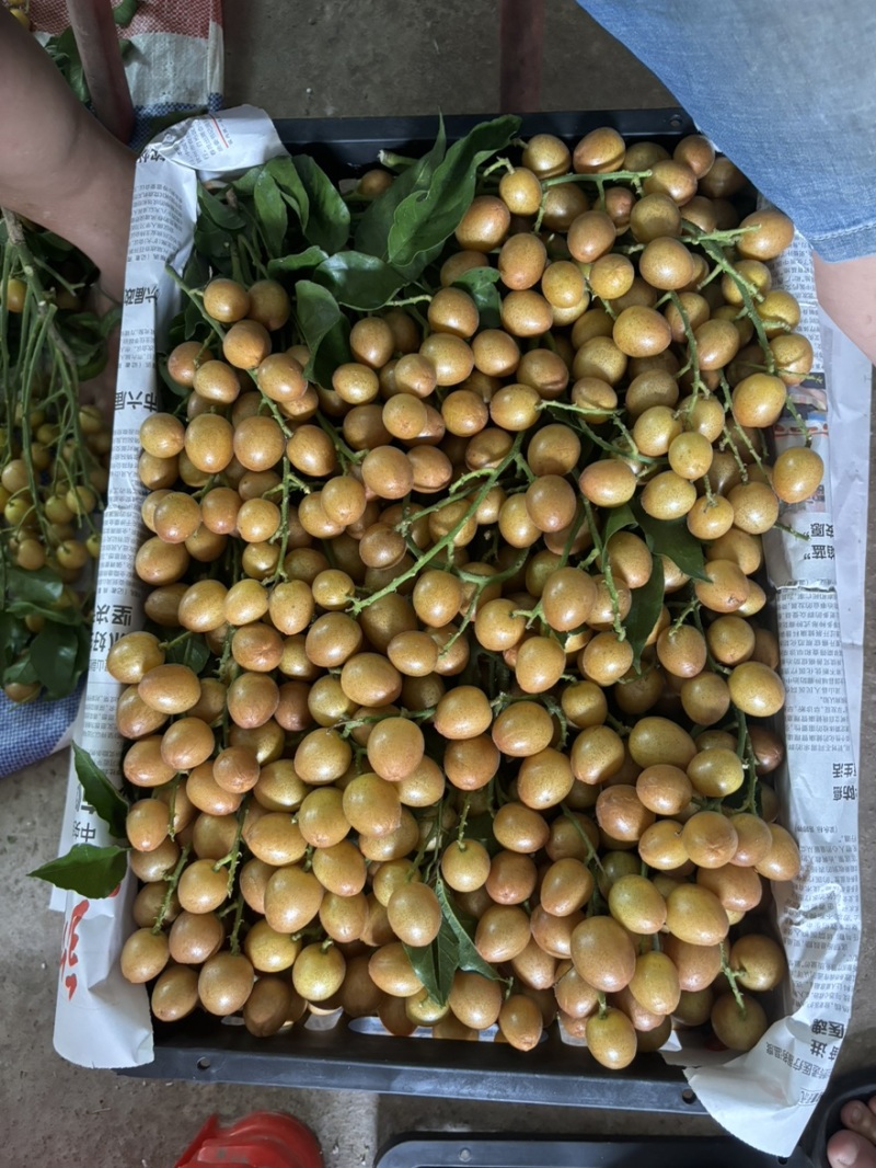 广西灵山县黄皮果等等