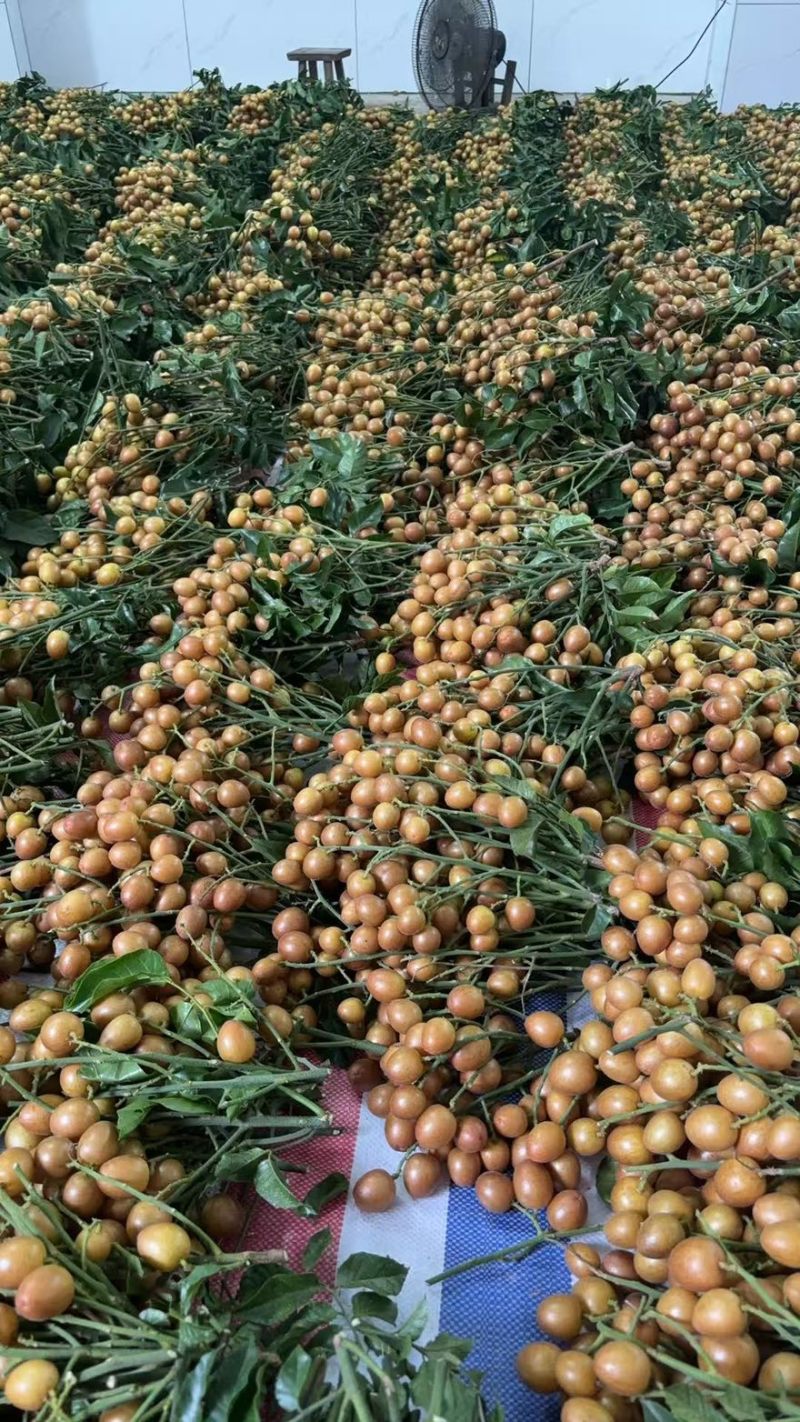 广西灵山县黄皮果等等