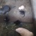 海狸鼠
