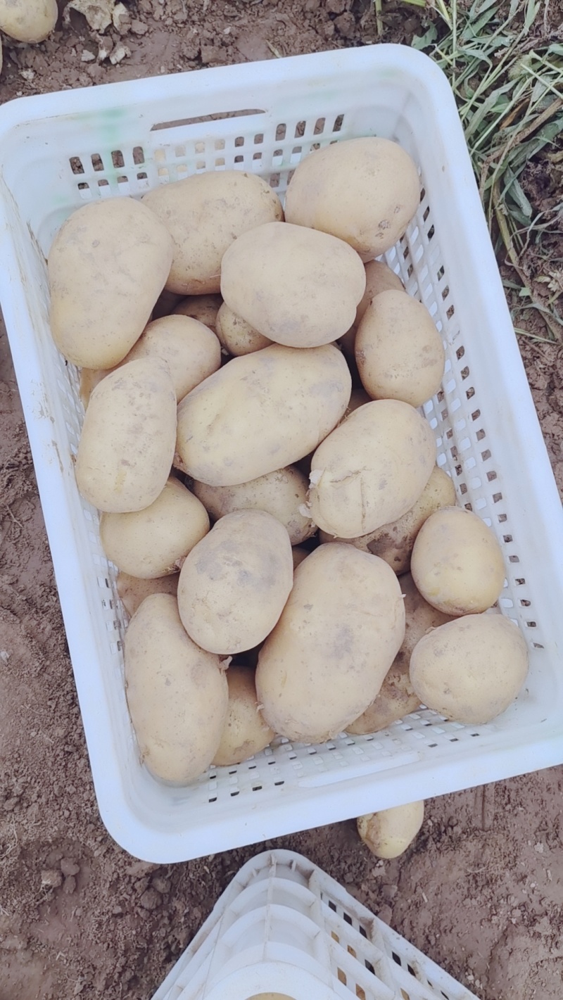 新沃土荷兰希森全国代发质量保证自己的专业团队为你护航