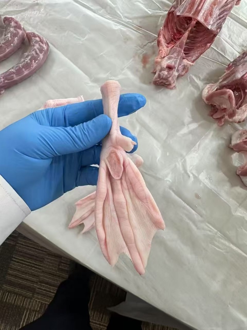 鸭掌