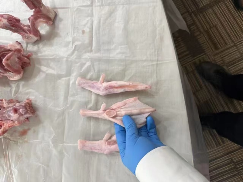 鸭掌