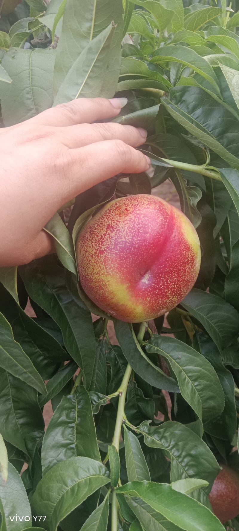 离核油桃