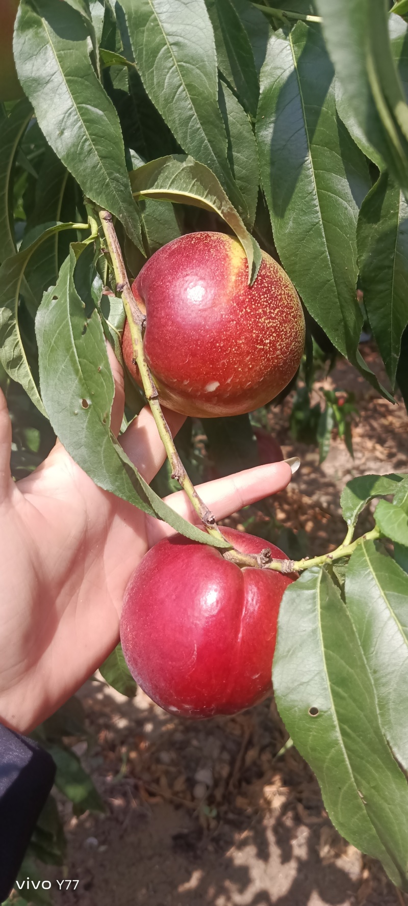 离核油桃