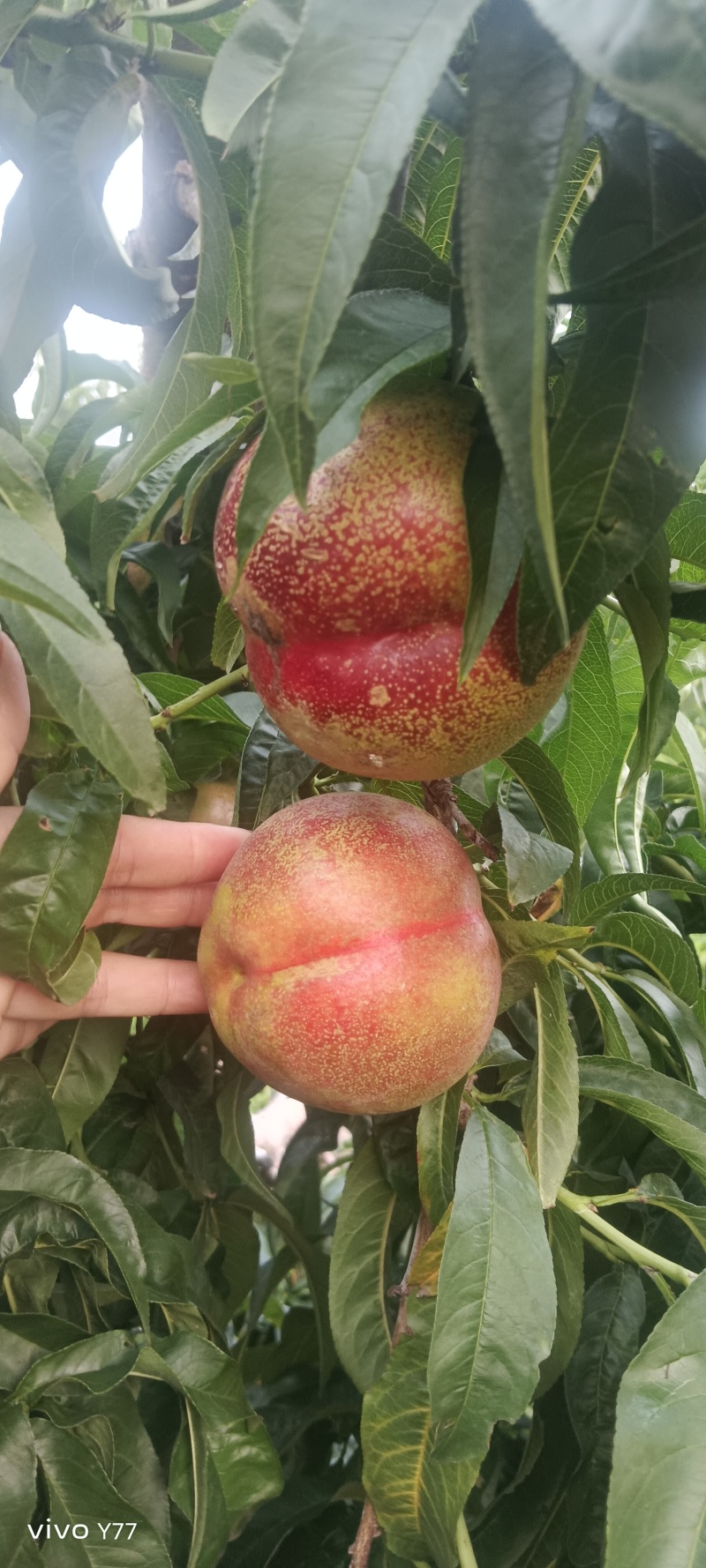 离核油桃