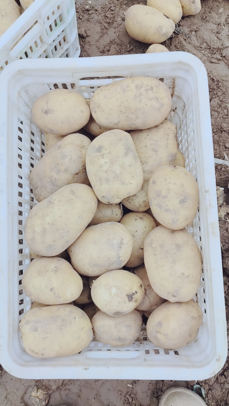 新荷兰沃土希森产地直供一手货源并有专业团队为你护航