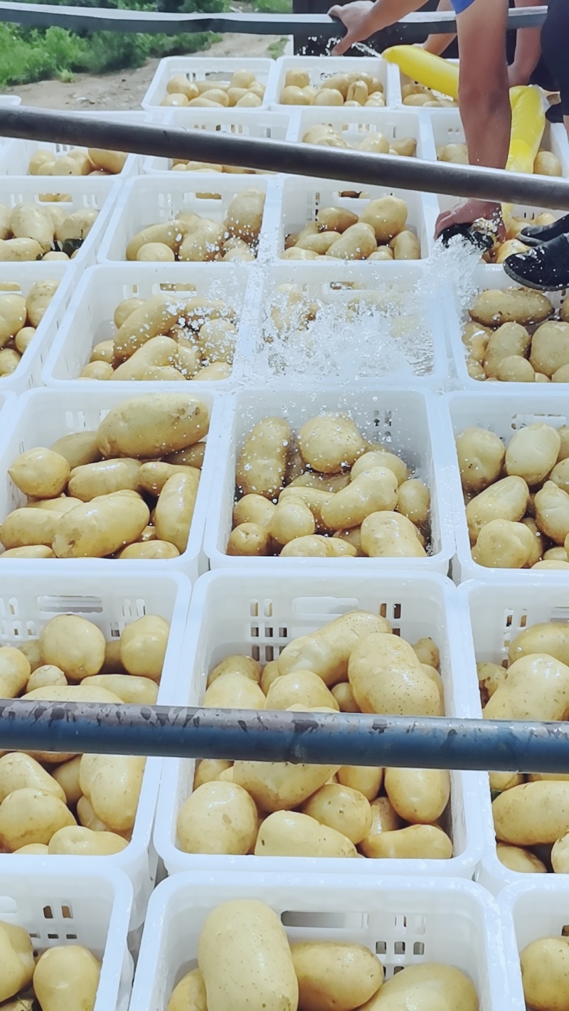 新荷兰沃土希森产地直供一手货源并有专业团队为你护航