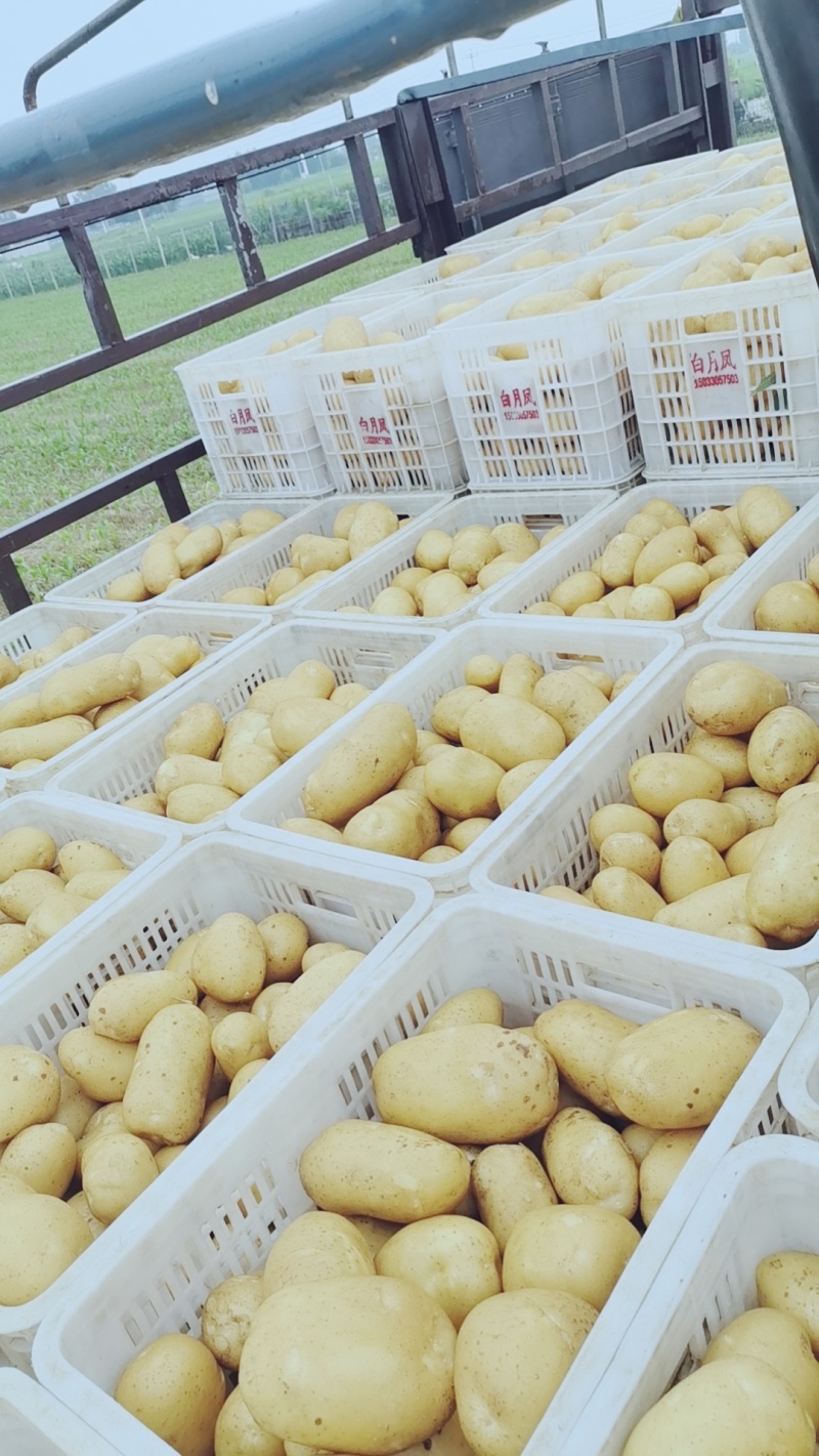 新荷兰沃土希森产地直供一手货源并有专业团队为你护航