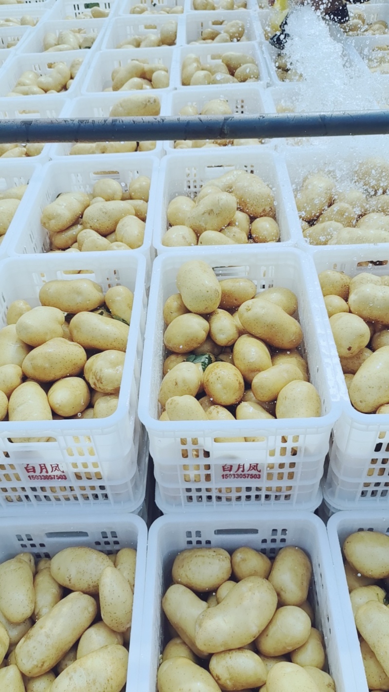 新荷兰沃土希森产地直供一手货源并有专业团队为你护航