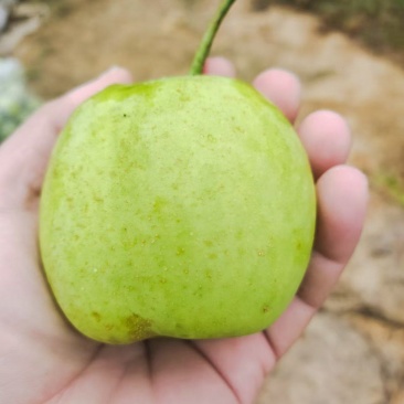 光果脆冠