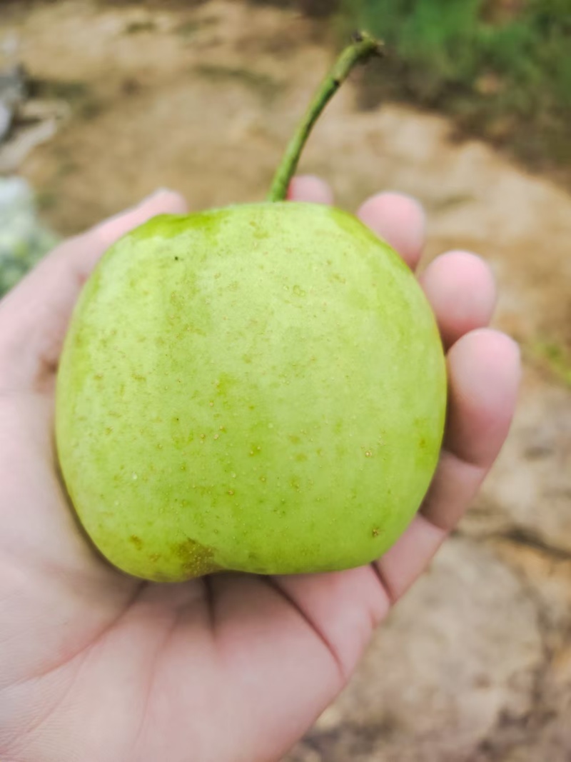 光果脆冠