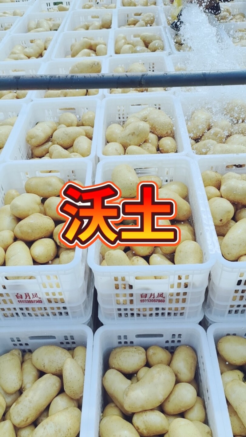 沃土希森荷兰大量有货一手货源并有专业团队为你服务