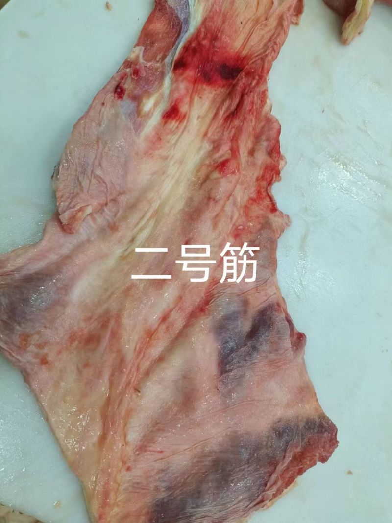 牛宫后筋二号筋