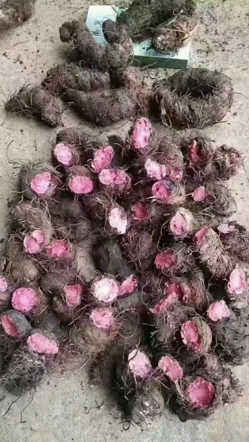 出售草血歇种子