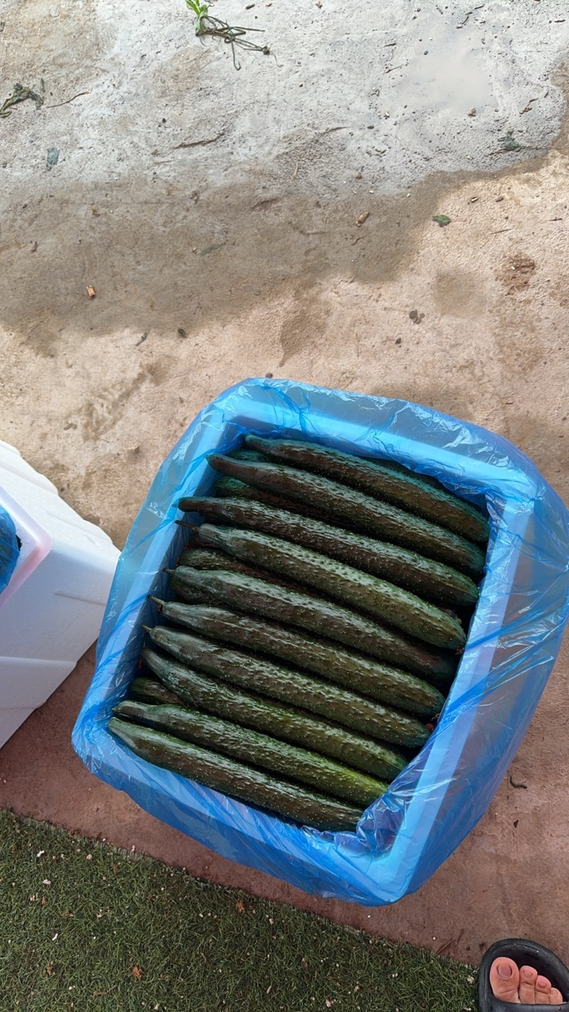 广东密刺黄瓜，青皮青肉，一手货源，量大质优，全国供应。