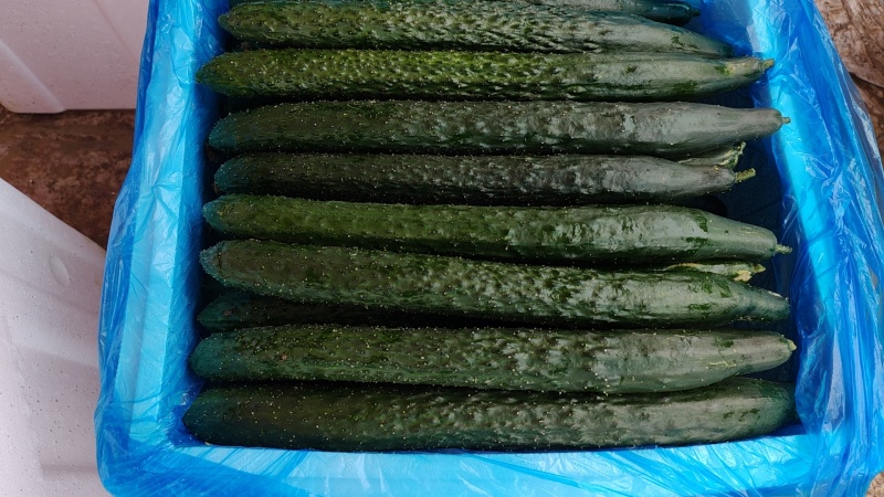 广东密刺黄瓜，青皮青肉，一手货源，量大质优，全国供应。