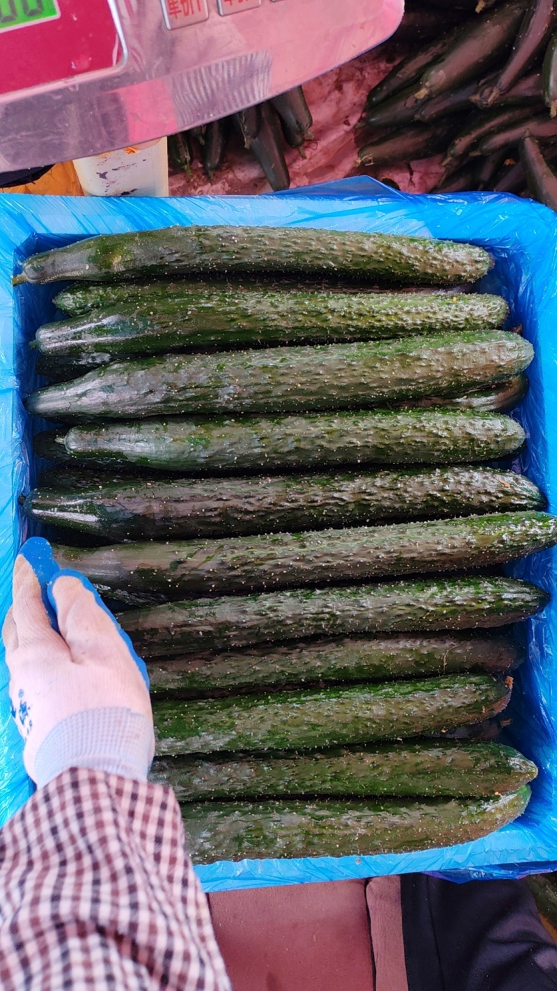 广东密刺黄瓜，青皮青肉，一手货源，量大质优，全国供应。
