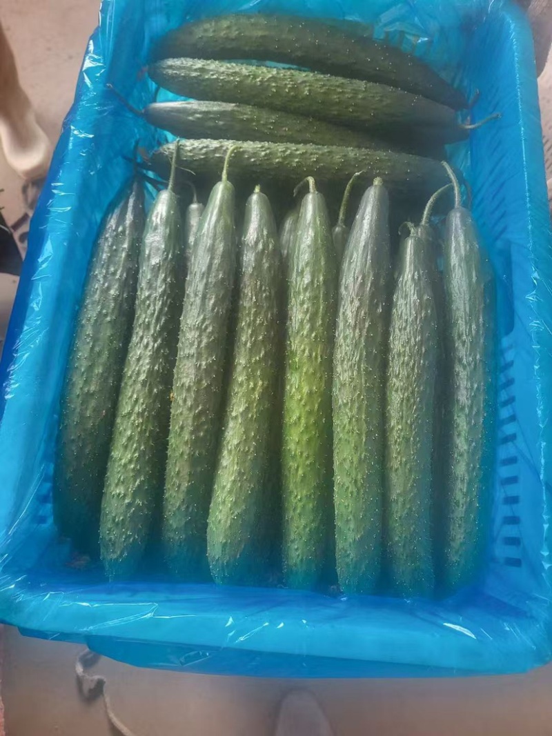 黄瓜精品上市，爽口，量大质优