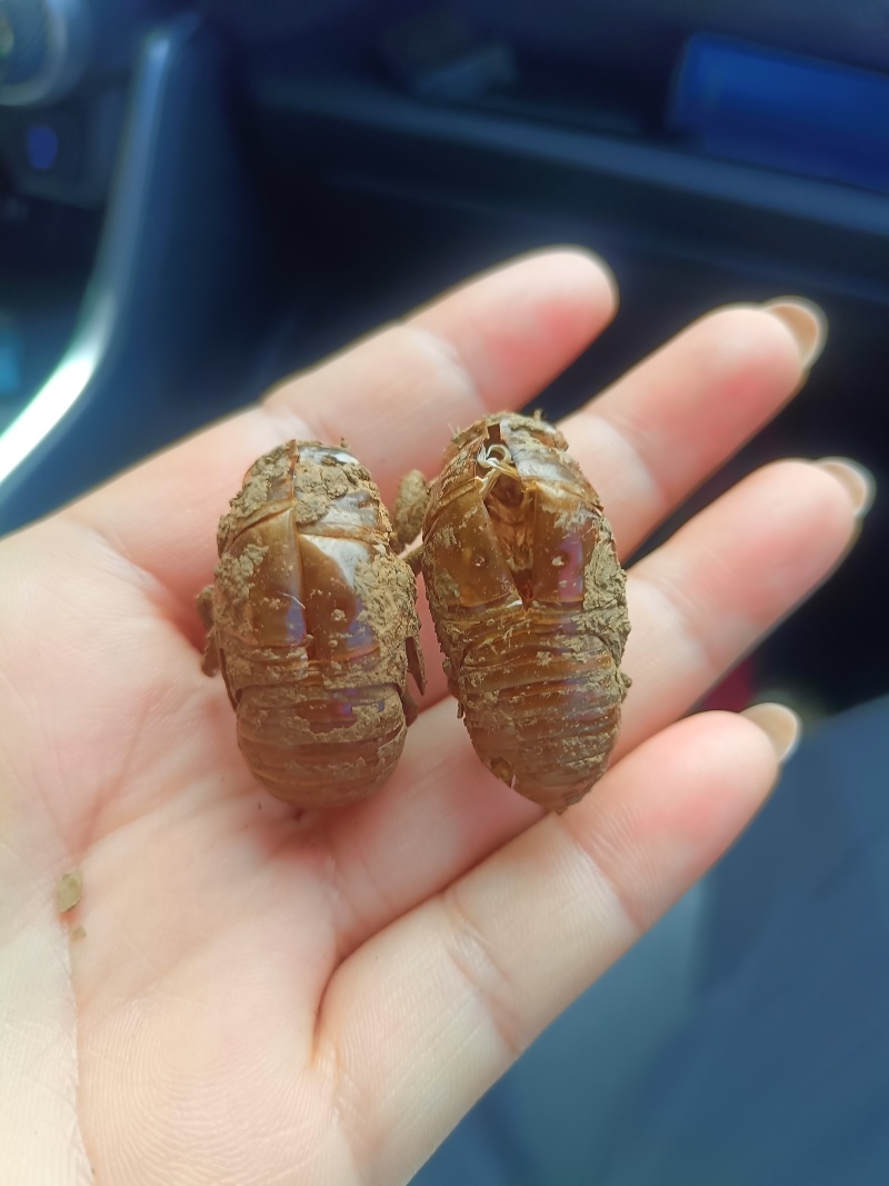 蝉蜕正品保障长期有货规格齐全优质农产